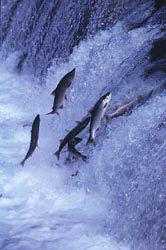 Salmon jumping to swim up awaterfall